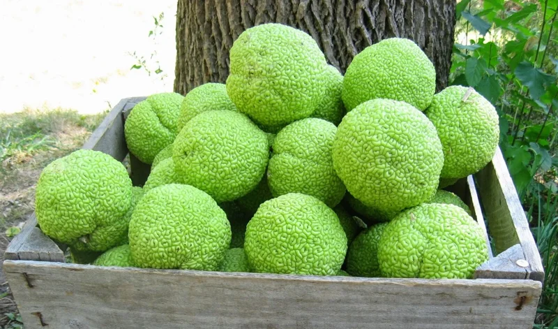 Osage Orange Tree (Maclura pomifera) Hedge Live Plant 16-24 Inches Tall Outdoor - Image 4