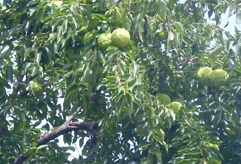 Osage Orange Tree (Maclura pomifera) Hedge Live Plant 16-24 Inches Tall Outdoor - Image 1