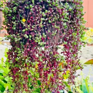 Othonna Capensis Ruby Necklace Seeds - Hanging Succulent - 100+ Seeds - Green Foliage - Image 2