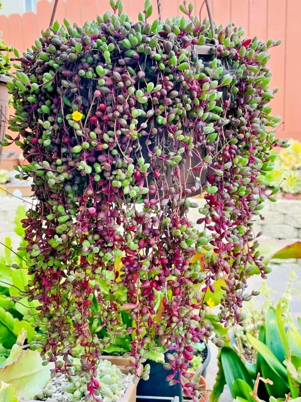 Othonna Capensis Ruby Necklace Seeds - Hanging Succulent - 100+ Seeds - Green Foliage - Image 2