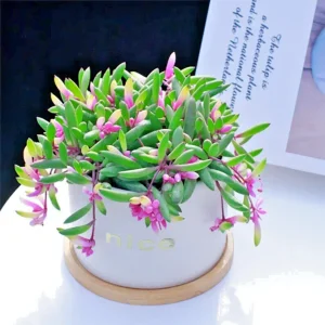 Othonna Capensis Ruby Necklace Seeds - Hanging Succulent - 100+ Seeds - Green Foliage - Image 3