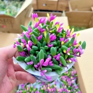 Othonna Capensis Ruby Necklace Seeds - Hanging Succulent - 100+ Seeds - Green Foliage - Image 1
