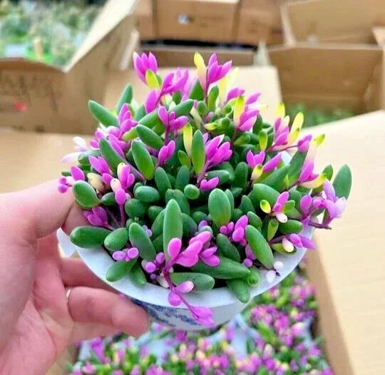 Othonna Capensis Ruby Necklace Seeds - Hanging Succulent - 100+ Seeds - Green Foliage - Image 1