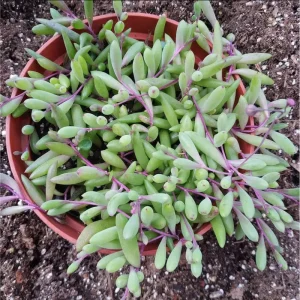 Othonna Capensis 'Ruby Necklace' Succulent Live Plant - 2 Inch Pot - Image 2
