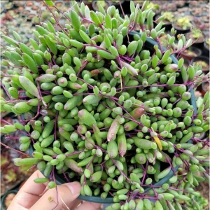 Othonna Capensis 'Ruby Necklace' Succulent Live Plant - 2 Inch Pot - Image 3