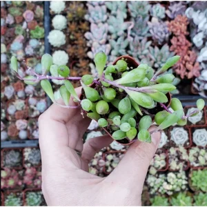 Othonna Capensis 'Ruby Necklace' Succulent Live Plant - 2 Inch Pot - Image 4