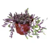 Othonna Capensis 'Ruby Necklace' Succulent Live Plant - 2 Inch Pot - Image 1