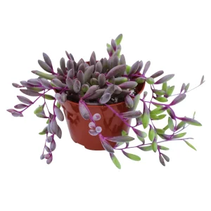 Othonna Capensis 'Ruby Necklace' Succulent Live Plant - 2 Inch Pot - Image 1