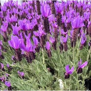 Otto Quast Lavender Live Plants - Lavandula Stoechas - 2 Pack, 4-6 Inch Tall - Image 2
