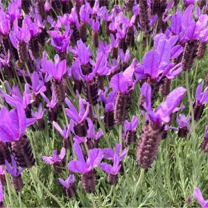 Otto Quast Lavender Live Plants - Lavandula Stoechas - 2 Pack, 4-6 Inch Tall - Image 3