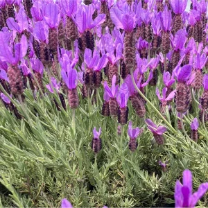 Otto Quast Lavender Live Plants - Lavandula Stoechas - 2 Pack, 4-6 Inch Tall - Image 4