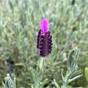 Otto Quast Lavender Live Plants - Lavandula Stoechas - 2 Pack, 4-6 Inch Tall - Image 5
