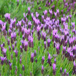 Otto Quast Lavender Live Plants - Lavandula Stoechas - 2 Pack, 4-6 Inch Tall - Image 6