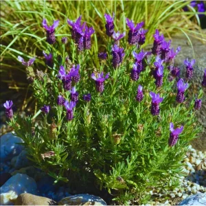 Otto Quast Lavender Live Plants - Lavandula Stoechas - 2 Pack, 4-6 Inch Tall - Image 7