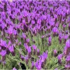 Otto Quast Lavender Live Plants - Lavandula Stoechas - 2 Pack, 4-6 Inch Tall - Image 1