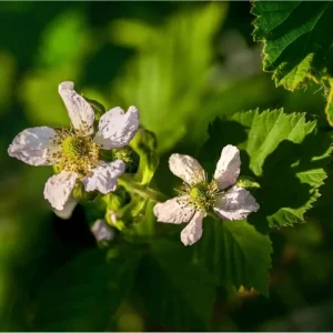 Ouachita Thornless Blackberry Live Plants - Sweet Berry Bush, 2-Pack, 4-8 Inch Tall, Outdoor - Image 2