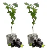 Ouachita Thornless Blackberry Live Plants - Sweet Berry Bush, 2-Pack, 4-8 Inch Tall, Outdoor - Image 1