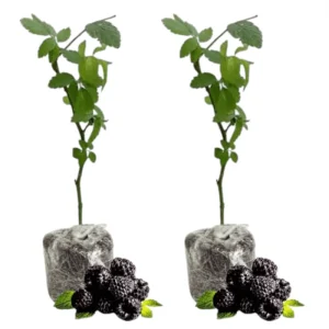 Ouachita Thornless Blackberry Live Plants - Sweet Berry Bush, 2-Pack, 4-8 Inch Tall, Outdoor - Image 1