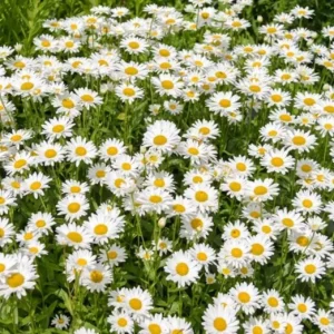 Ox Eye Daisy Live Plant Set - 2 Starter Plants, 1-4 inch Tall Perennial - Image 2