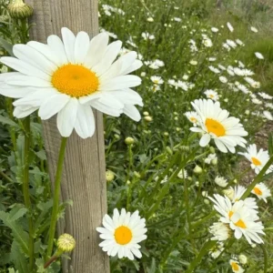 Ox Eye Daisy Live Plant Set - 2 Starter Plants, 1-4 inch Tall Perennial - Image 3