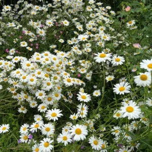 Ox Eye Daisy Live Plant Set - 2 Starter Plants, 1-4 inch Tall Perennial - Image 4