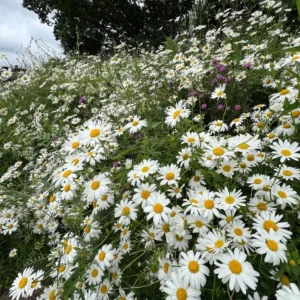 Ox Eye Daisy Live Plant Set - 2 Starter Plants, 1-4 inch Tall Perennial - Image 5