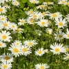 Ox Eye Daisy Live Plant Set - 2 Starter Plants, 1-4 inch Tall Perennial - Image 1