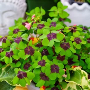 Oxalis Iron Cross Live Plant - Good Luck Shamrock for Indoor/Outdoor - Image 2