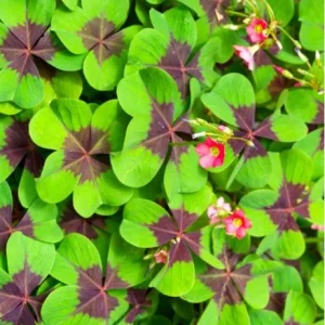 Oxalis Iron Cross Live Plant - Good Luck Shamrock for Indoor/Outdoor - Image 3