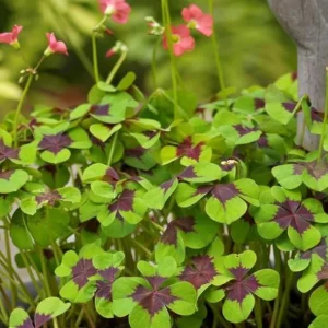 Oxalis Iron Cross Live Plant - Good Luck Shamrock for Indoor/Outdoor - Image 4