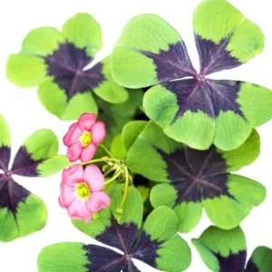 Oxalis Iron Cross Live Plant - Good Luck Shamrock for Indoor/Outdoor - Image 5