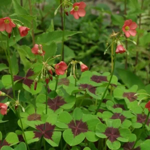 Oxalis Iron Cross Live Plant - Good Luck Shamrock for Indoor/Outdoor - Image 6