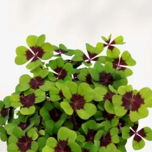 Oxalis Iron Cross Live Plant - Good Luck Shamrock for Indoor/Outdoor - Image 7