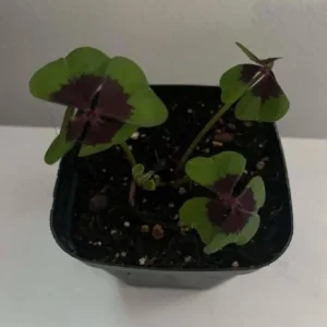 Oxalis Iron Cross Live Plant - Good Luck Shamrock for Indoor/Outdoor - Image 8