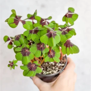 Oxalis Iron Cross Live Plant - Green & Purple Foliage, Pink Flowers, 4