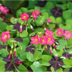 Oxalis Iron Cross Live Plant - Green & Purple Foliage, Pink Flowers, 4