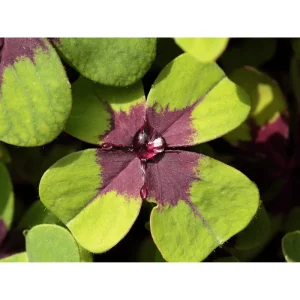 Oxalis Iron Cross Live Plant - Green & Purple Foliage, Pink Flowers, 4