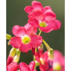 Oxalis Iron Cross Live Plant - Green & Purple Foliage, Pink Flowers, 4