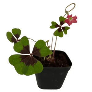 Oxalis Iron Cross Live Plant - Green & Purple Foliage, Pink Flowers, 4