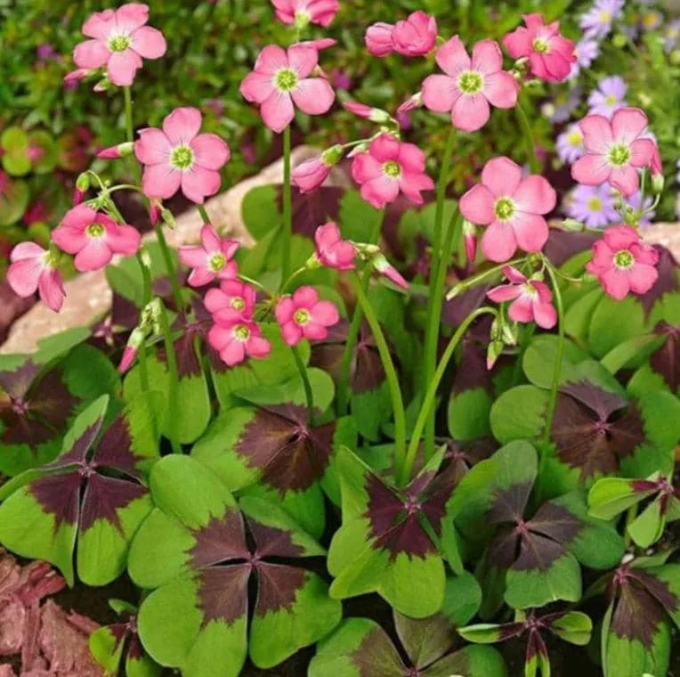 Oxalis Iron Cross Live Plant - Ornamental Flowering Plant - 4 Inch Pot - Image 2