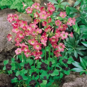 Oxalis Iron Cross Live Plant - Ornamental Flowering Plant - 4 Inch Pot - Image 3