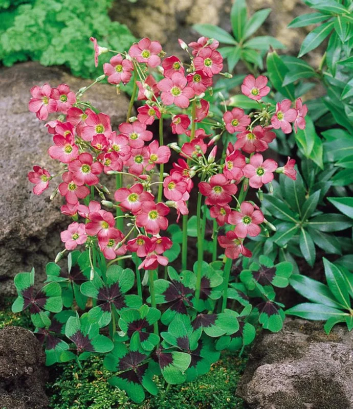 Oxalis Iron Cross Live Plant - Ornamental Flowering Plant - 4 Inch Pot - Image 3