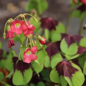 Oxalis Iron Cross Live Plant - Ornamental Flowering Plant - 4 Inch Pot - Image 4