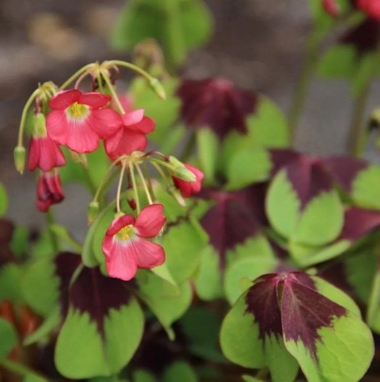 Oxalis Iron Cross Live Plant - Ornamental Flowering Plant - 4 Inch Pot - Image 4