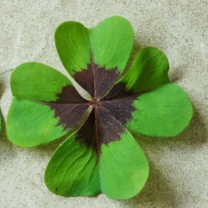 Oxalis Iron Cross Live Plant - Ornamental Flowering Plant - 4 Inch Pot - Image 5