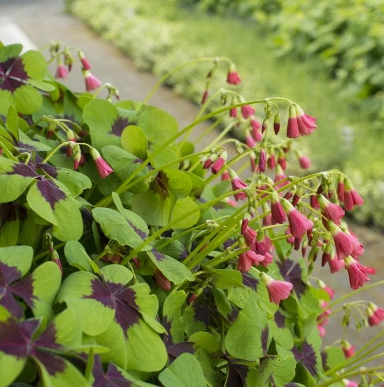 Oxalis Iron Cross Live Plant - Ornamental Flowering Plant - 4 Inch Pot - Image 6