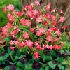 Oxalis Iron Cross Live Plant - Ornamental Flowering Plant - 4 Inch Pot - Image 1