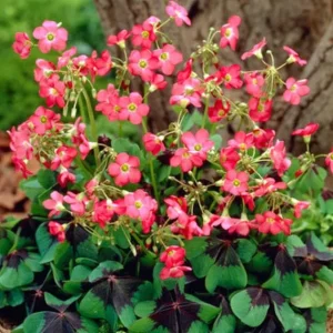 Oxalis Iron Cross Live Plant - Ornamental Flowering Plant - 4 Inch Pot - Image 1