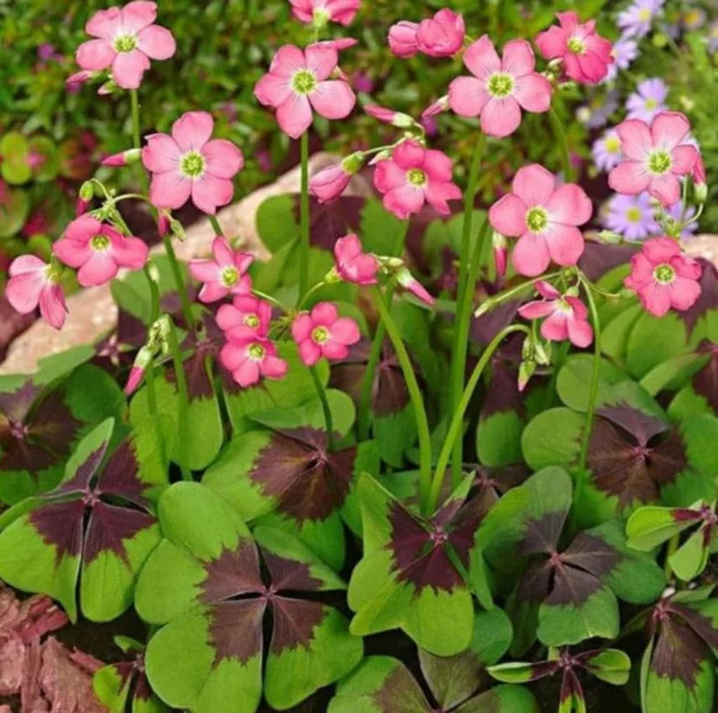 Oxalis Iron Cross Live Plant - Ornamental Flowering Plant - 4 Inch Pot - Image 7