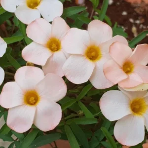Oxalis Polar Aurora Live Plant – Ornamental White Flowers, 4 Inch Pot, Indoor/Outdoor - Image 2